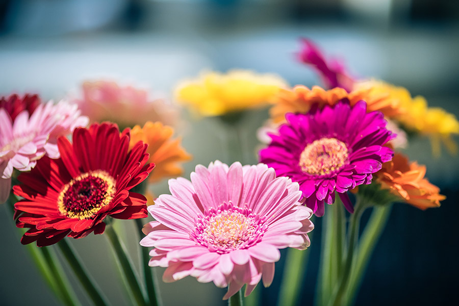 Frische Blumen aus dem Supermarkt